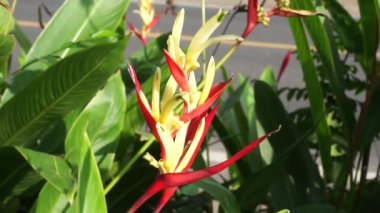 Heliconia 'yı kapatın (Heliconiaceae, ıstakoz pençesi, tukan gagası, vahşi plantains, sahte cennet kuşu)