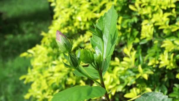 Feuilles Monticule Aussi Appelé Sinyo Nakal Duranta Erecta Teh Tehan — Video