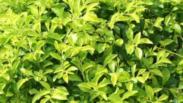 Gold Mound Leaves Also Called Sinyo Nakal Duranta Erecta Teh — Stock Video