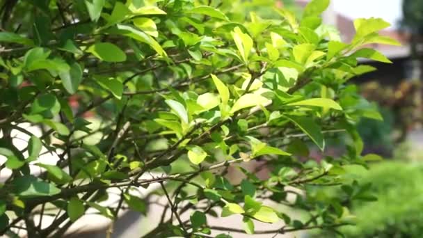 Gold Mound Leaves Also Called Sinyo Nakal Duranta Erecta Teh — Stock Video