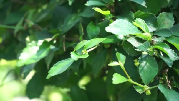 Foglie Cumulo Oro Chiamato Anche Sinyo Nakal Duranta Erecta Teh — Video Stock