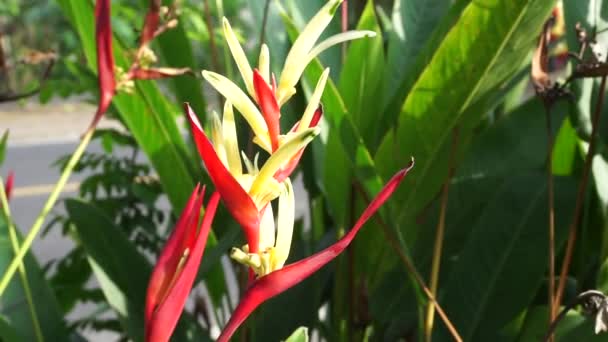 Menutup Heliconia Heliconiaceae Cakar Lobster Paruh Toucan Pisang Liar Burung — Stok Video