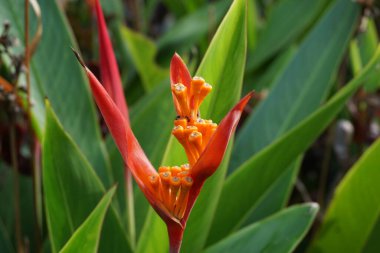 Heliconia 'yı kapatın (Heliconiaceae, ıstakoz pençesi, tukan gagası, vahşi plantains, sahte cennet kuşu)