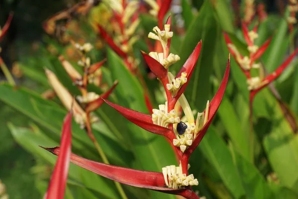 Close Heliconia Heliconiaceae Kreeftenklauwen Toekan Snavel Wilde Weegbree Valse Paradijsvogel — Stockfoto