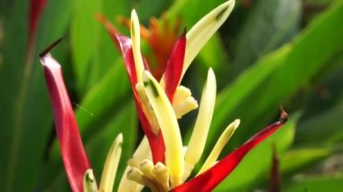 Heliconia 'yı kapatın (Heliconiaceae, ıstakoz pençesi, tukan gagası, vahşi plantains, sahte cennet kuşu)