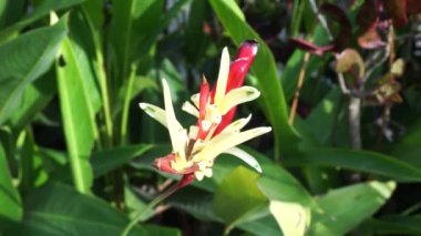 Heliconia 'yı kapatın (Heliconiaceae, ıstakoz pençesi, tukan gagası, vahşi plantains, sahte cennet kuşu)