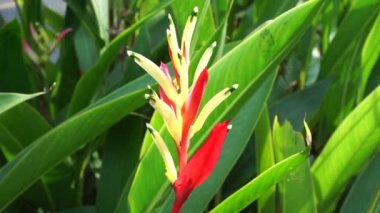Heliconia 'yı kapatın (Heliconiaceae, ıstakoz pençesi, tukan gagası, vahşi plantains, sahte cennet kuşu)