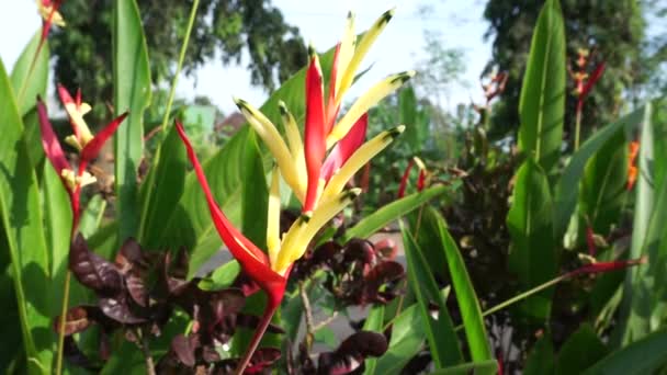 Primo Piano Heliconia Heliconiaceae Aragosta Artigli Becco Tucano Platani Selvatici — Video Stock