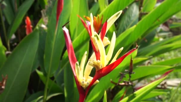 Primo Piano Heliconia Heliconiaceae Aragosta Artigli Becco Tucano Platani Selvatici — Video Stock