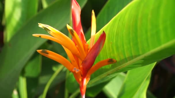 Närbild Heliconia Heliconiaceae Hummerklor Tukannäbb Vilda Mjölbananer Falsk Paradisfågel Med — Stockvideo