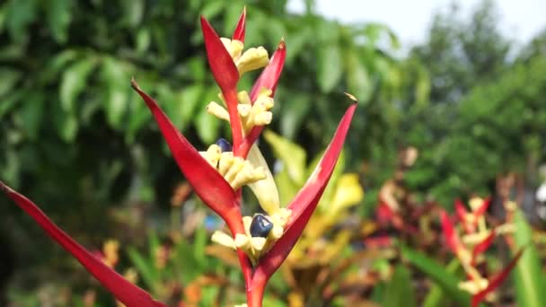 Zbliżenie Heliconia Heliconiaceae Pazury Homara Tukan Dziób Dzikie Plantany Fałszywy — Wideo stockowe