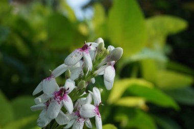 Pseuderthemum Reticulatum (Japon yasemini, melati jepang) doğal bir geçmişi vardır.