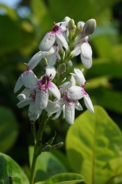 Pseuderthemum Reticulatum (Japon yasemini, melati jepang) doğal bir geçmişi vardır.