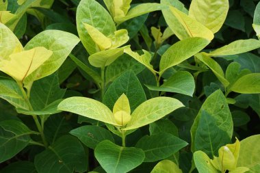 Pseuderthemum Reticulatum (Japon yasemini, melati jepang) doğal bir geçmişi vardır.