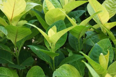 Pseuderthemum Reticulatum (Japon yasemini, melati jepang) doğal bir geçmişi vardır.