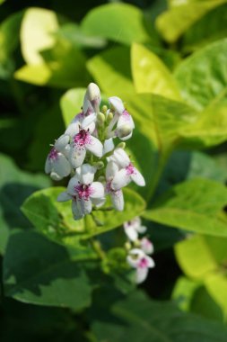 Pseuderthemum Reticulatum (Japon yasemini, melati jepang) doğal bir geçmişi vardır.
