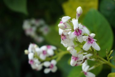 Pseuderthemum Reticulatum (Japon yasemini, melati jepang) doğal bir geçmişi vardır.