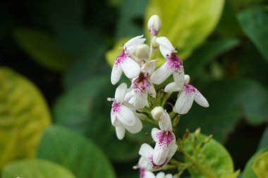 Pseuderthemum Reticulatum (Japon yasemini, melati jepang) doğal bir geçmişi vardır.