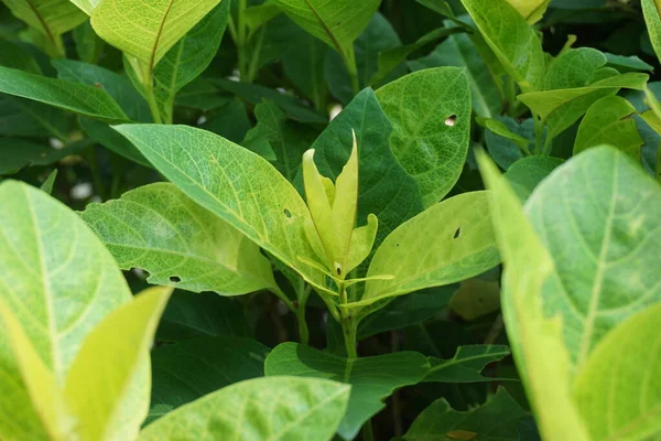 Pseuderantemo Reticulatum Jazmín Japonés Melati Jepang Con Fondo Natural — Foto de Stock