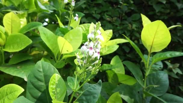 Pseuderanthemum Reticulatum Japoński Jaśmin Melati Jepang Naturalnym Tłem — Wideo stockowe