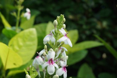 Pseuderthemum Reticulatum (Japon yasemini, melati jepang) doğal bir geçmişi vardır.