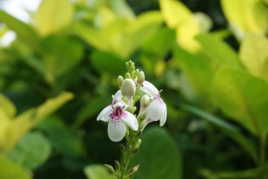 Pseuderthemum Reticulatum (Japon yasemini, melati jepang) doğal bir geçmişi vardır.