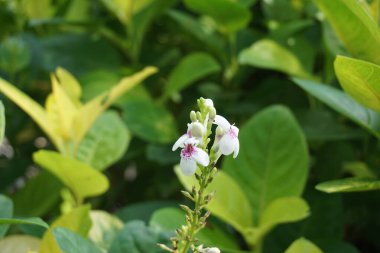Pseuderthemum Reticulatum (Japon yasemini, melati jepang) doğal bir geçmişi vardır.