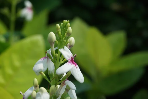 Pseuderanthemum Reticulatum Japansk Jasmin Melati Jepang Med Naturlig Bakgrund — Stockfoto