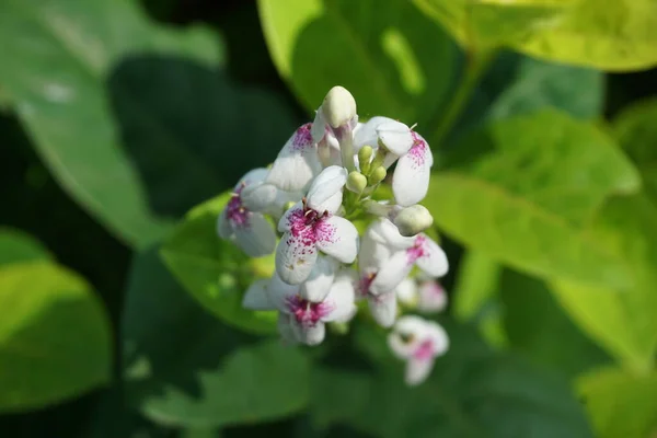 Pseuderantemo Reticulatum Jazmín Japonés Melati Jepang Con Fondo Natural — Foto de Stock