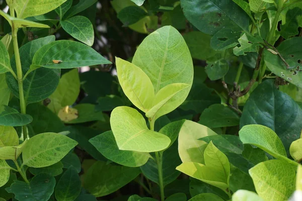 Pseuderantemo Reticulatum Jazmín Japonés Melati Jepang Con Fondo Natural — Foto de Stock