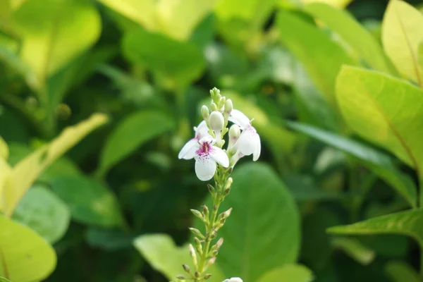 Pseuderantemo Reticulatum Jazmín Japonés Melati Jepang Con Fondo Natural — Foto de Stock
