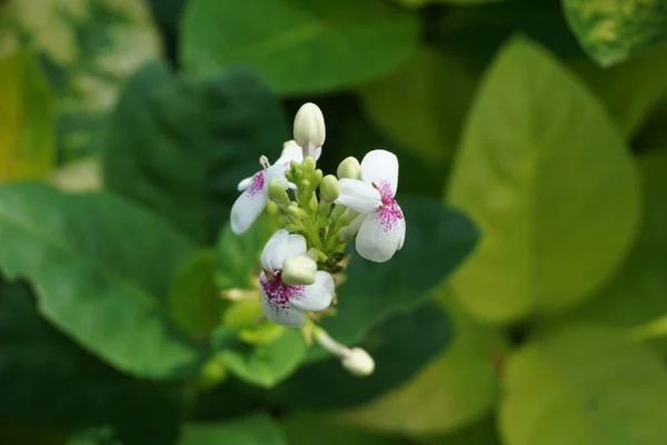 Pseuderanthemum Reticulatum Japansk Jasmin Melati Jepang Med Naturlig Bakgrund — Stockfoto