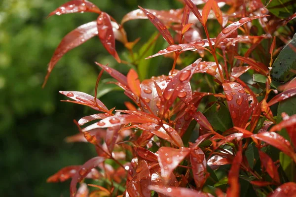 Syzygium Oleina Dans Nature Cette Plante Aussi Syzygium Oleina Pucuk — Photo