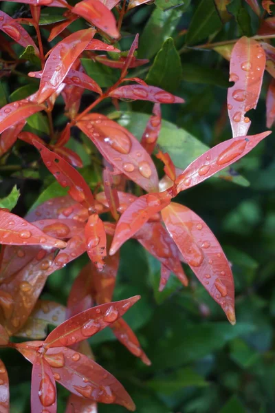 Syzygium Oleina Natureza Esta Planta Também Syzygium Oleina Pucuk Merah — Fotografia de Stock