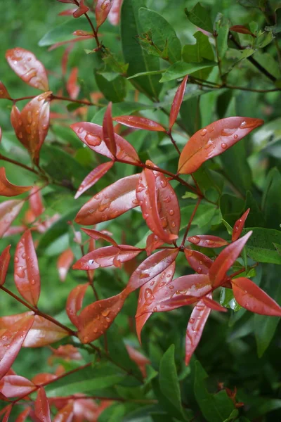 Syzygium Oleina Natureza Esta Planta Também Syzygium Oleina Pucuk Merah — Fotografia de Stock