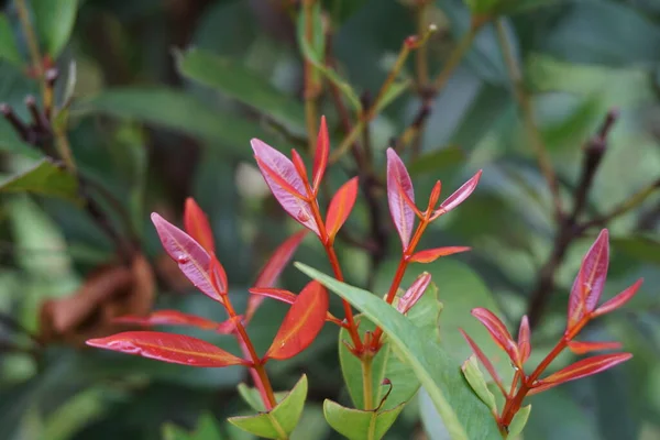 自然の中でSyzygium Oleina この植物もSyzygium Oleina Pucuk Merah Pucuk Merah Syzygium Myrtifolium — ストック写真