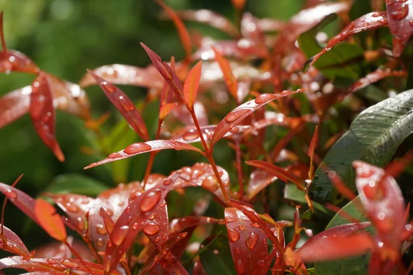 Syzygium Oleina Dans Nature Cette Plante Aussi Syzygium Oleina Pucuk — Photo