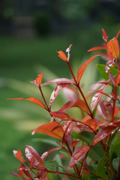 Syzygium Oleina Natureza Esta Planta Também Syzygium Oleina Pucuk Merah — Fotografia de Stock