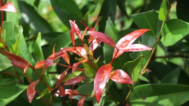 Syzygium Oleina Nature Plant Also Syzygium Oleina Pucuk Merah Daun — Stock Video