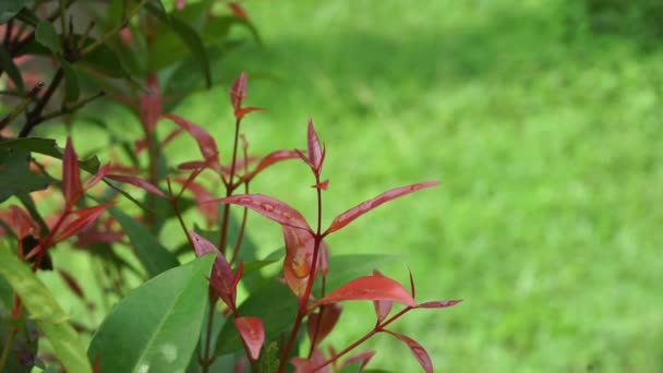 自然の中でSyzygium Oleina この植物もSyzygium Oleina Pucuk Merah Pucuk Merah Syzygium Myrtifolium — ストック動画