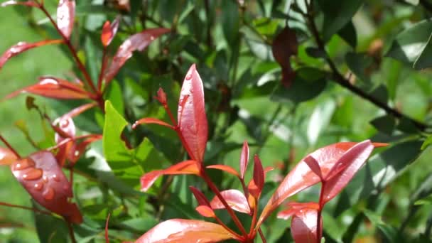 Syzygium Oleina Nature Plant Also Syzygium Oleina Pucuk Merah Daun — Stock Video