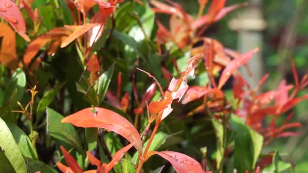 Syzygium Oleina Naturaleza Esta Planta También Syzygium Oleina Pucuk Merah — Vídeos de Stock