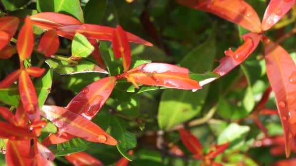 Syzygium Oleina Στη Φύση Αυτό Φυτό Επίσης Syzygium Oleina Pucuk — Αρχείο Βίντεο