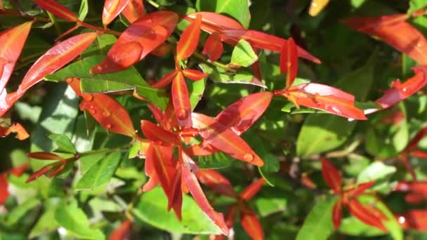 自然の中でSyzygium Oleina この植物もSyzygium Oleina Pucuk Merah Pucuk Merah Syzygium Myrtifolium — ストック動画