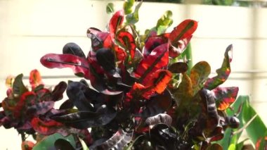 Kodiaeum variegatum (Croton, Variegated Laurel, Garden Croton, Orange Jessamine, puring, puding) bahçede bulunur. Geniş ve renkli yapraklı egzotik tropikal yeşil bitkiler yakın planda..