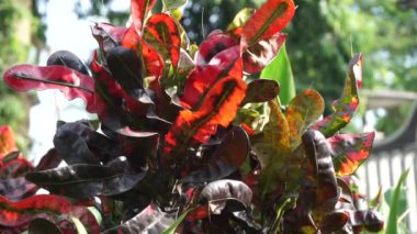 Kodiaeum variegatum (Croton, Variegated Laurel, Garden Croton, Orange Jessamine, puring, puding) bahçede bulunur. Geniş ve renkli yapraklı egzotik tropikal yeşil bitkiler yakın planda..