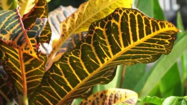 Kodiaeum variegatum (Croton, Variegated Laurel, Garden Croton, Orange Jessamine, puring, puding) bahçede bulunur. Geniş ve renkli yapraklı egzotik tropikal yeşil bitkiler yakın planda..