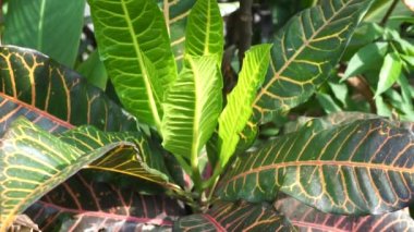 Kodiaeum variegatum (Croton, Variegated Laurel, Garden Croton, Orange Jessamine, puring, puding) bahçede bulunur. Geniş ve renkli yapraklı egzotik tropikal yeşil bitkiler yakın planda..