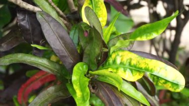 Kodiaeum variegatum (Croton, Variegated Laurel, Garden Croton, Orange Jessamine, puring, puding) bahçede bulunur. Geniş ve renkli yapraklı egzotik tropikal yeşil bitkiler yakın planda..