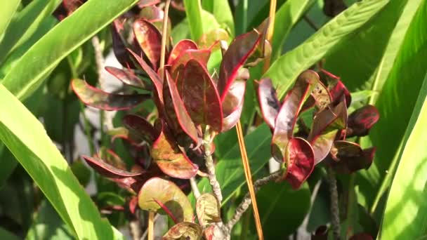 Codiaeum Variegatum Croton Laurel Panaché Garden Croton Orange Jessamine Puring — Video